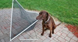 dog holding a broken window screen in its mouth